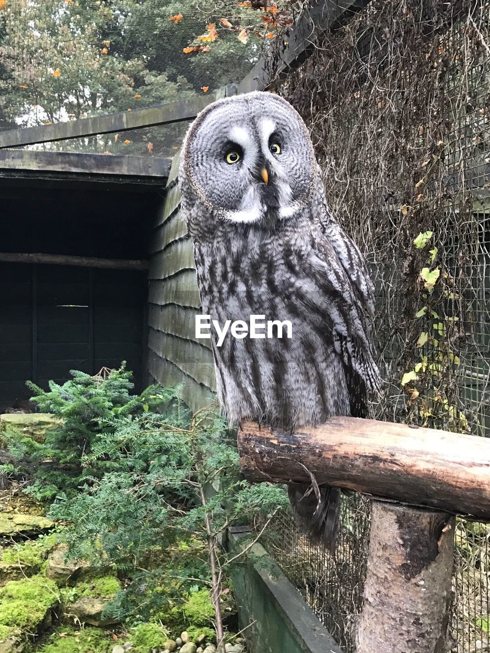 Close-up of great gray owl perching on log