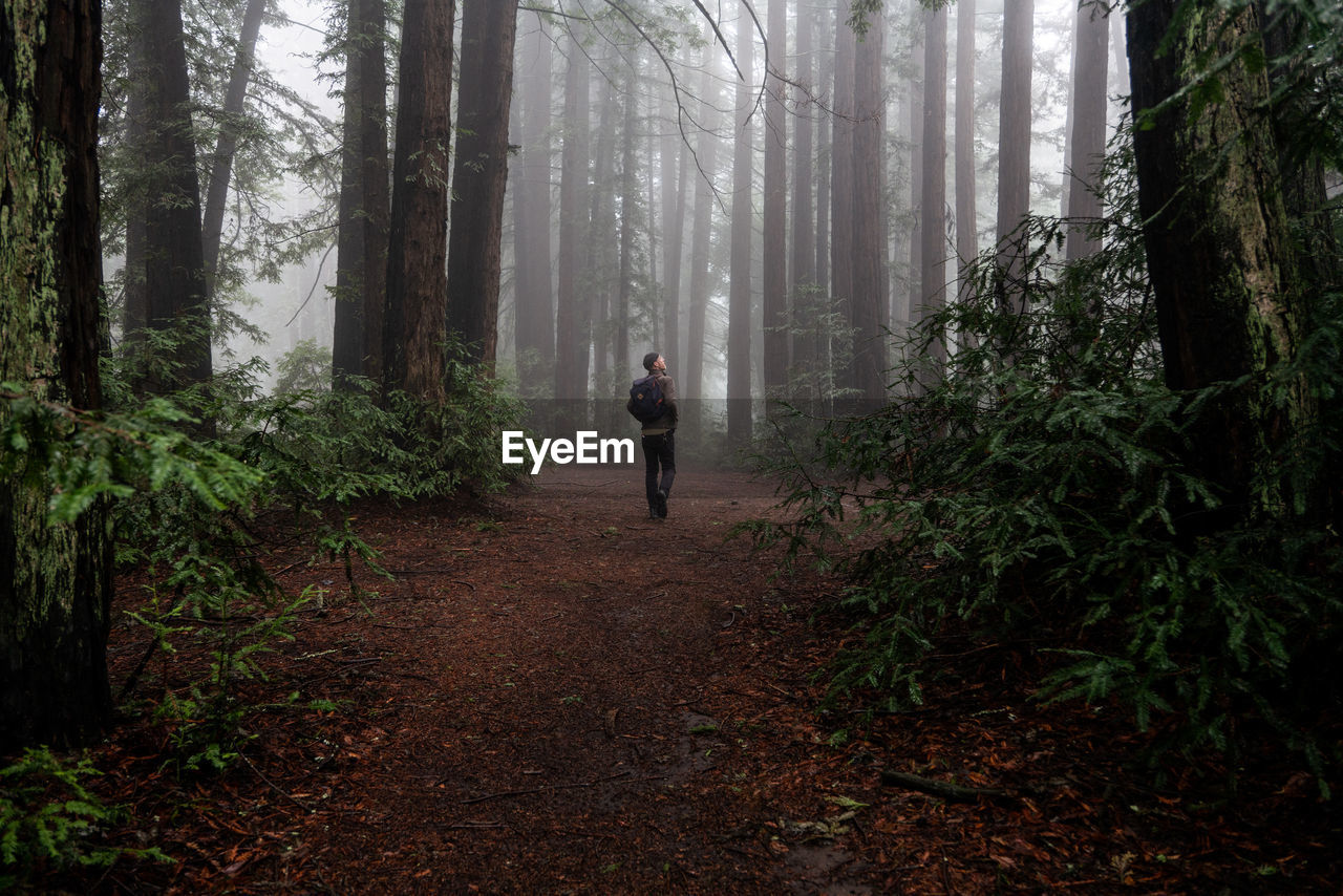 Man explores large clearing in foggy mysterious redwood forest