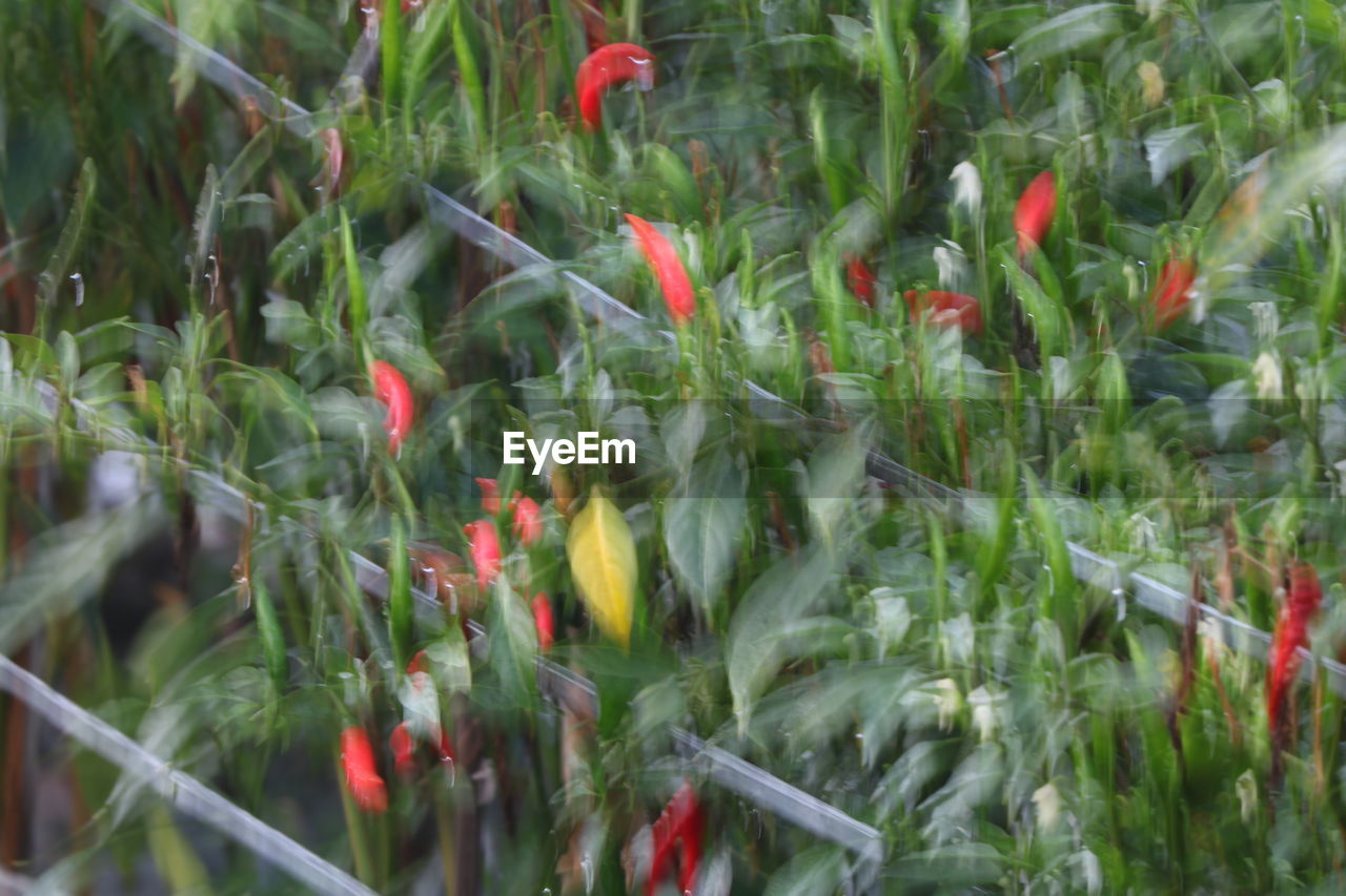 CLOSE-UP OF CATERPILLAR ON PLANTS AT FIELD