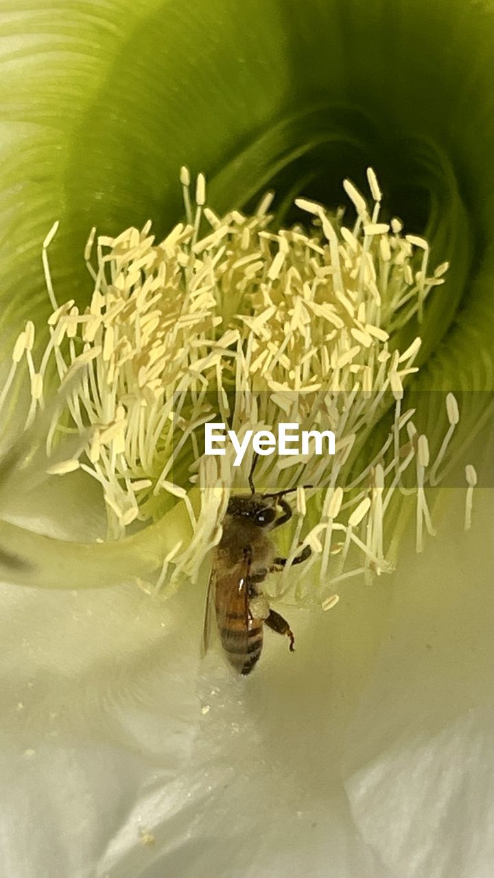 HIGH ANGLE VIEW OF BEE POLLINATING ON A LEAF