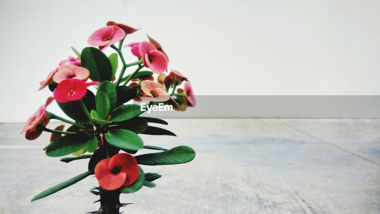 Close-up of pink flowering plant on table