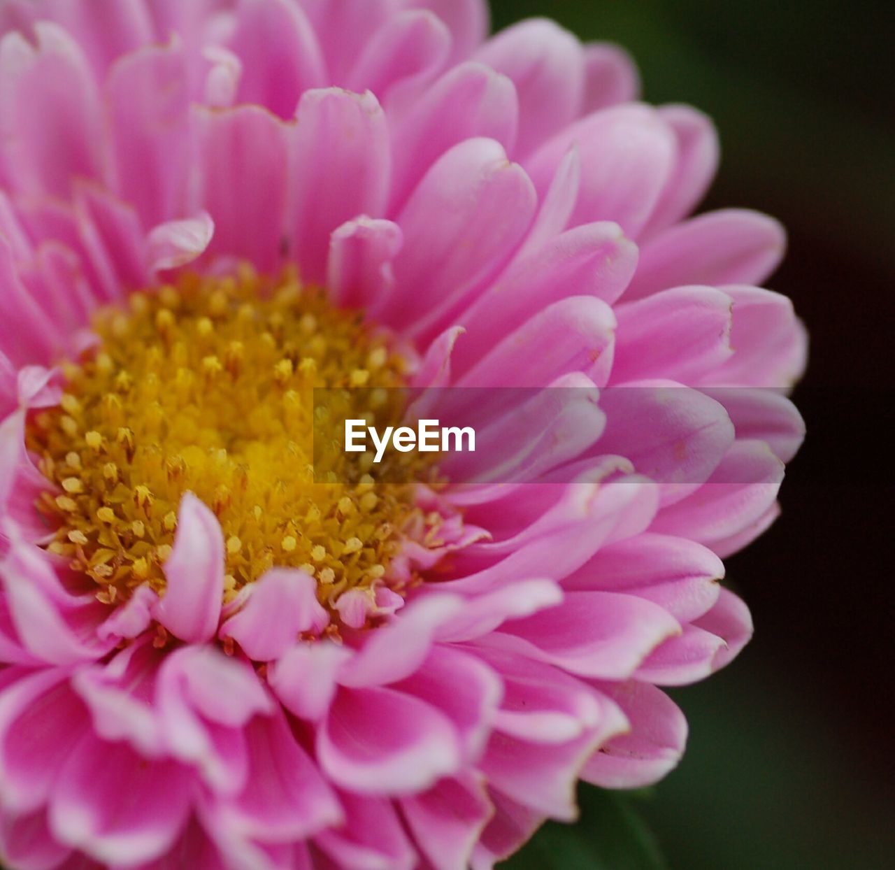 Macro shot of pink daisy flower