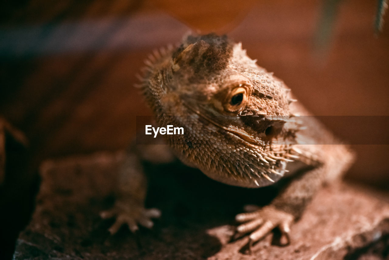 Close-up of a lizard