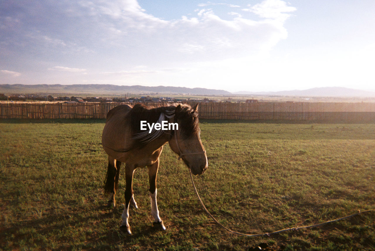 HORSE STANDING ON FIELD