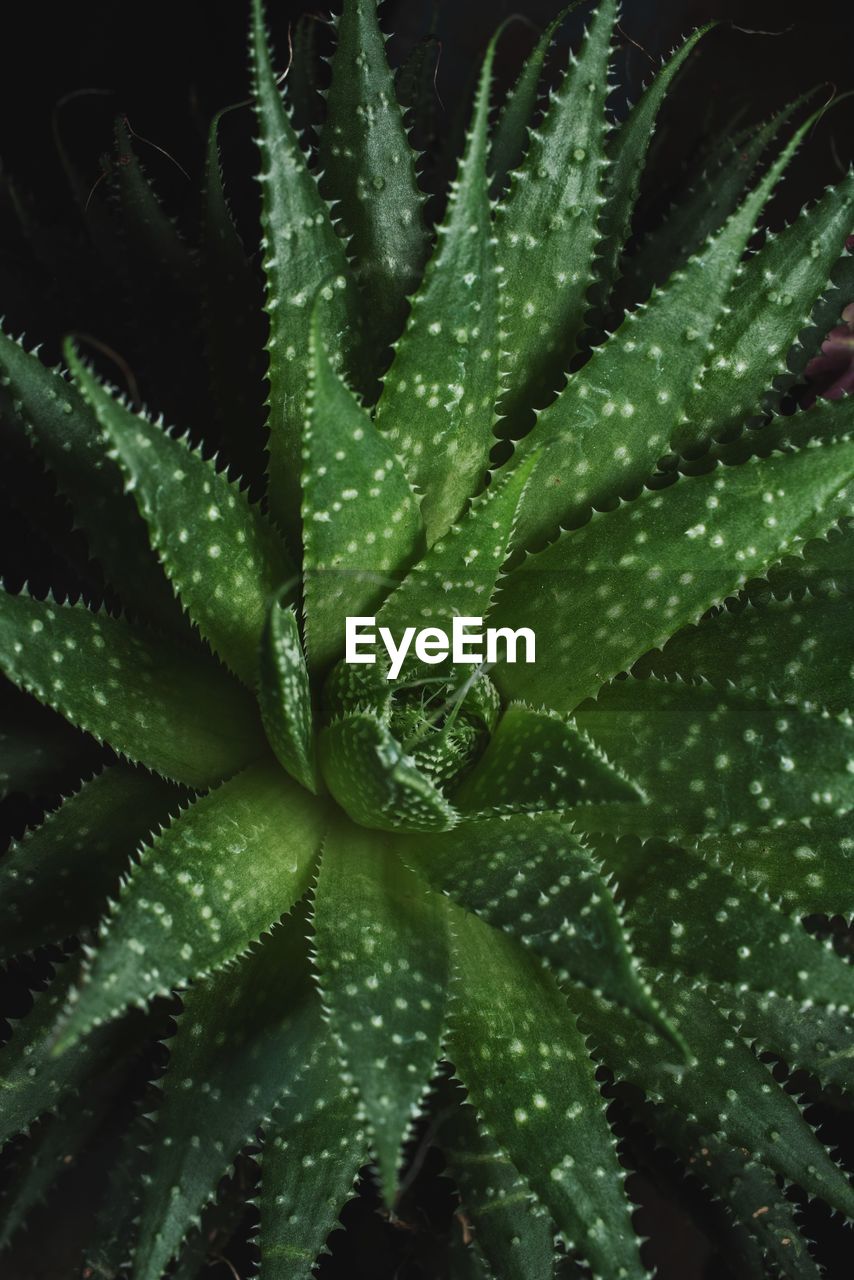 FULL FRAME OF SUCCULENT PLANT