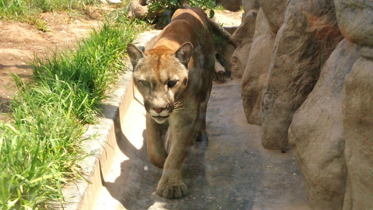 Mountain lion in zoo