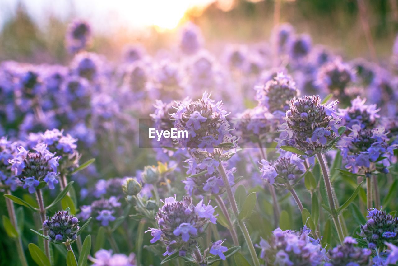 flower, flowering plant, plant, purple, freshness, beauty in nature, nature, lavender, herb, field, food, land, food and drink, medicine, meadow, close-up, growth, summer, no people, landscape, herbal medicine, selective focus, fragility, sky, blossom, garden, environment, botany, flowerbed, outdoors, focus on foreground, lilac, wildflower, flower head, scented, sunlight, healthcare and medicine, multi colored, inflorescence, agriculture, rural scene, idyllic, vegetable, ornamental garden, springtime, plant part, non-urban scene, tranquility, sunset