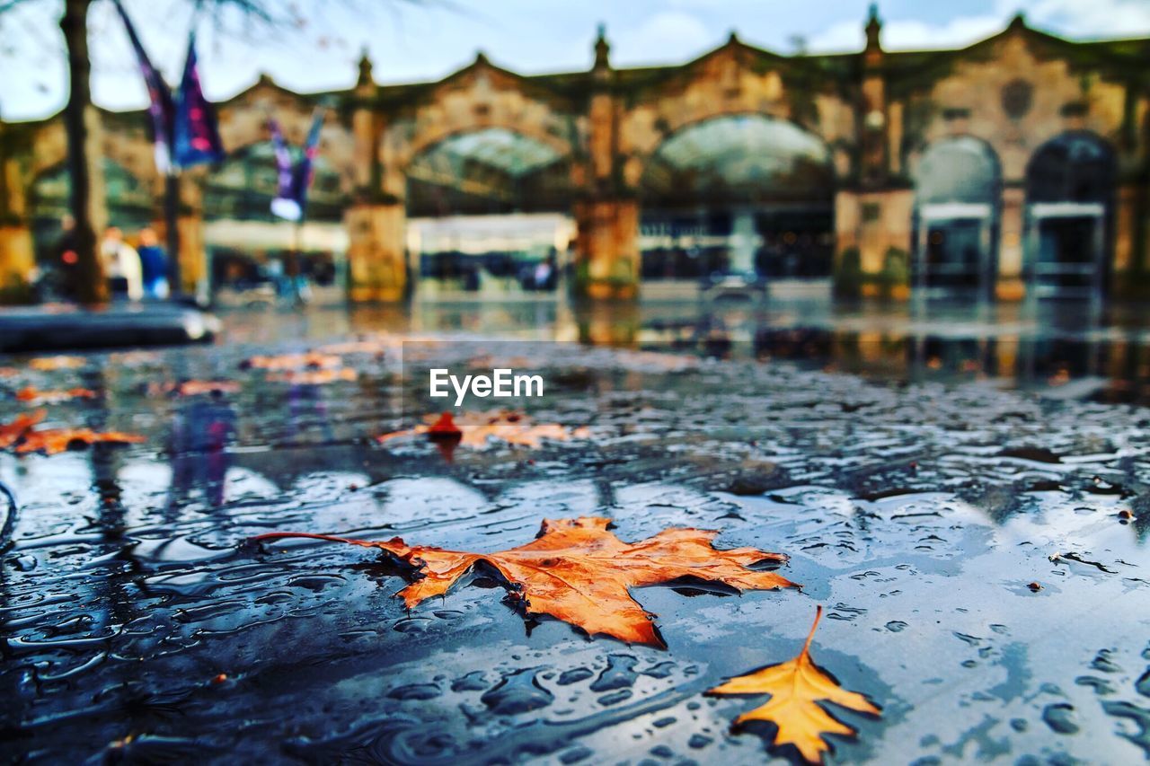 High angle view of wet leaves fallen on field during autumn