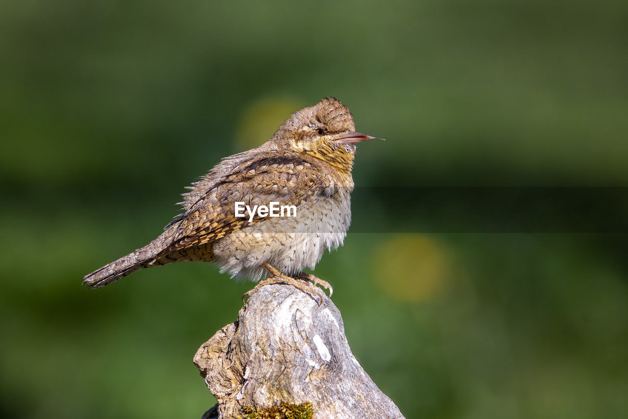 animal themes, animal, animal wildlife, bird, one animal, nature, wildlife, sparrow, perching, beak, focus on foreground, house sparrow, side view, tree, full length, no people, close-up, songbird, lark, green background, beauty in nature, branch, plant, outdoors, day, wood, environment, sunbeam, colored background, copy space, multi colored, grass, brown, pattern, portrait, selective focus