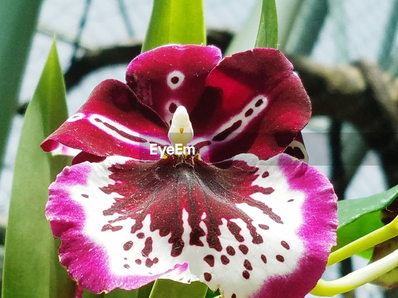 CLOSE-UP OF PINK FLOWER WITH PURPLE PETALS