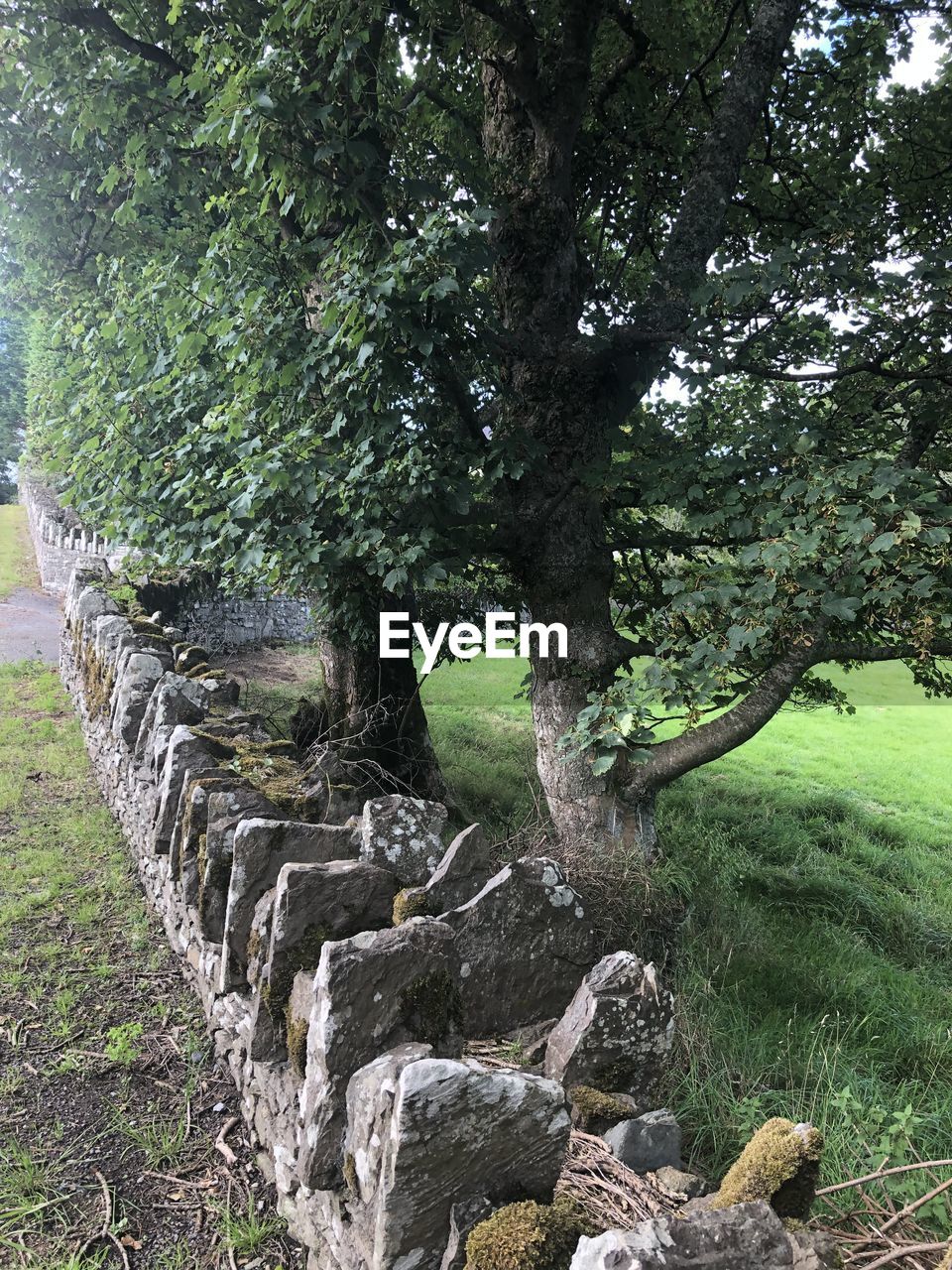 TREES GROWING IN FIELD