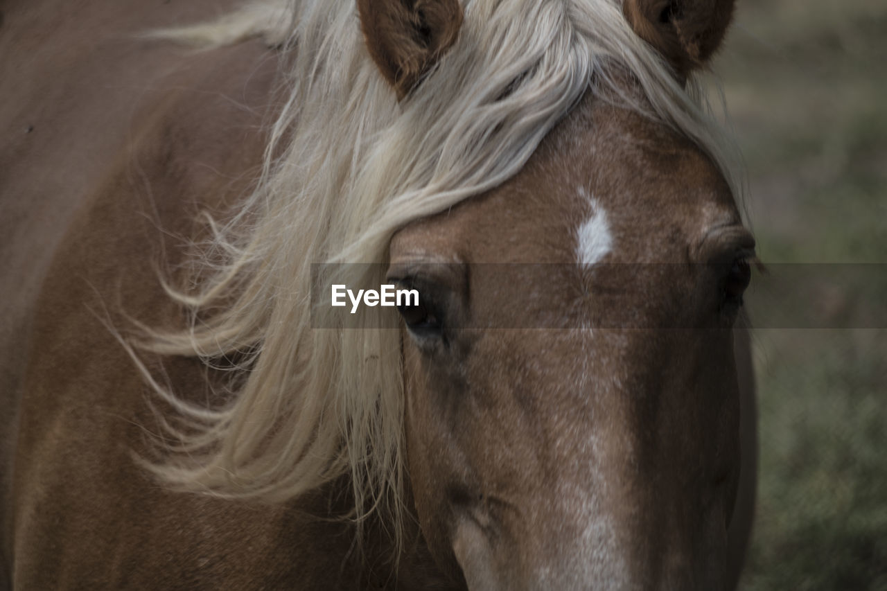 CLOSE-UP OF A HORSE IN A FOREST