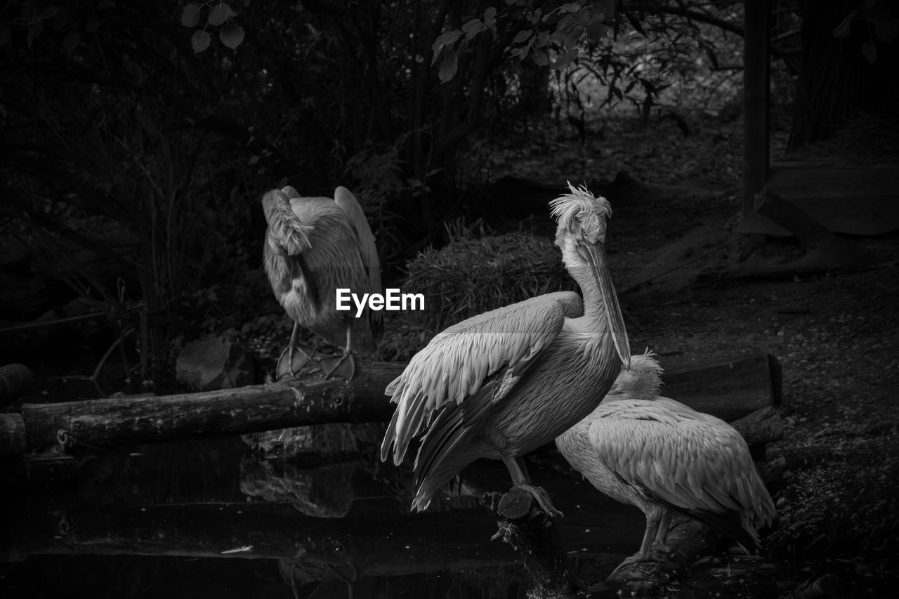 View of birds in the forest