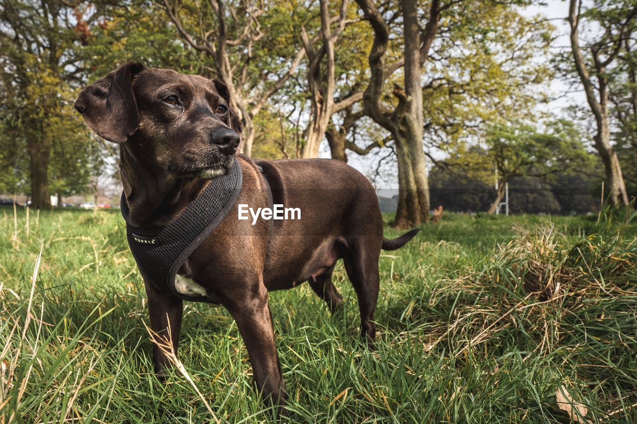 DOG LOOKING AWAY ON GRASS