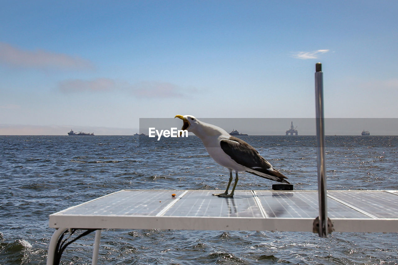 Seagull perching on a sea