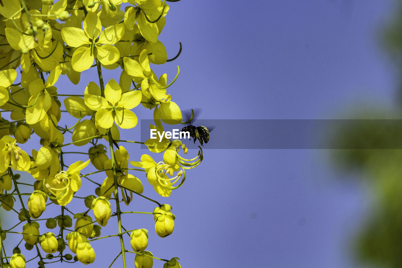 Insect buzzing by yellow flowers against sky