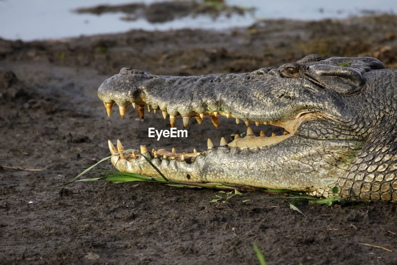 Close-up of a saltwater crocodile with open mouth on the riverbank