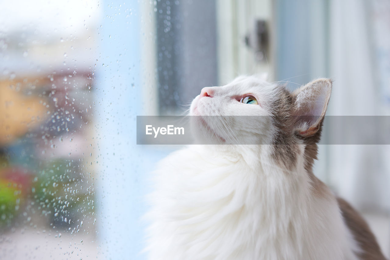 Cat looking at raindrops on window