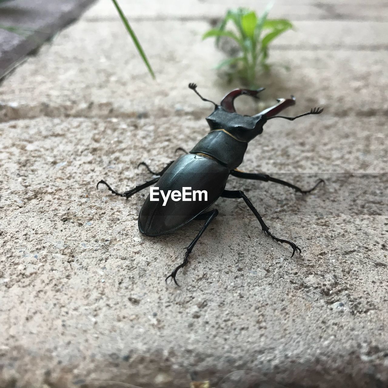 Close-up of insect