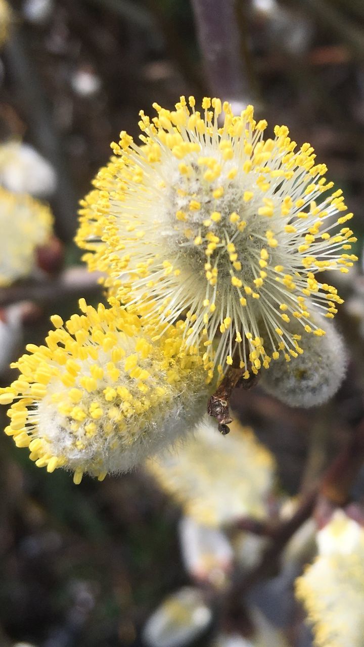 CLOSE-UP OF YELLOW FLOWER BLOOMING