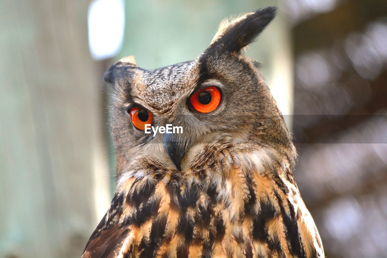 Close-up of an owl looking away