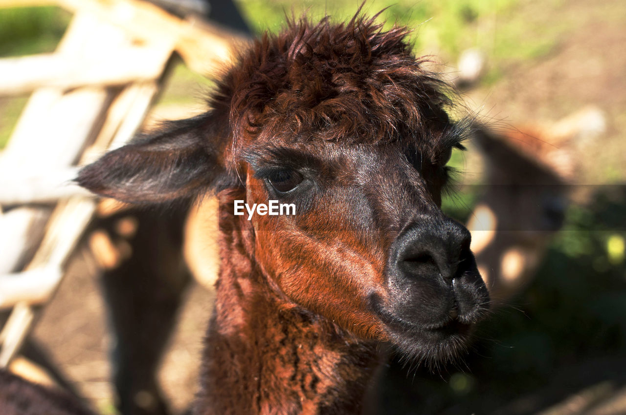 Close-up of alpaca at field