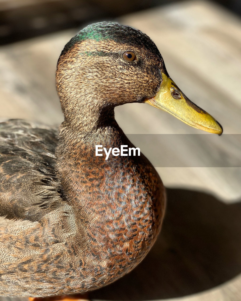 My pet duck