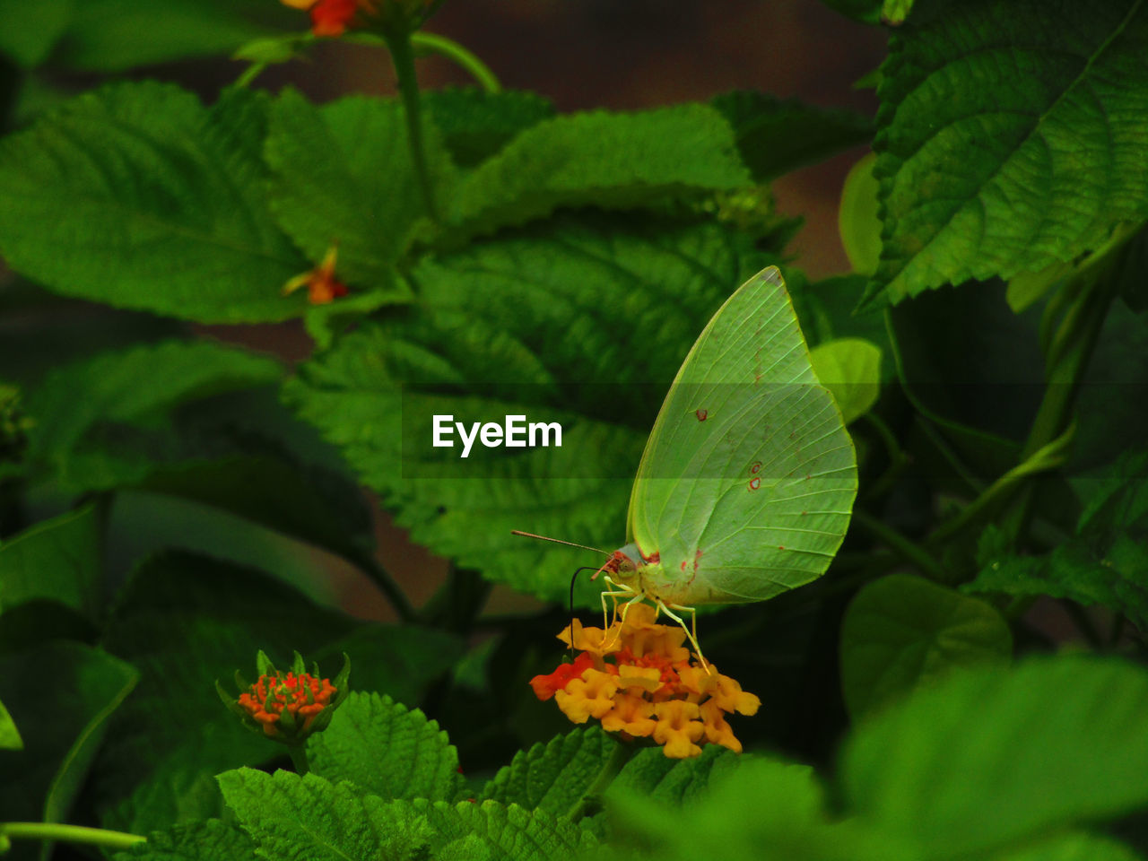 CLOSE-UP OF GREEN PLANT WITH RED FLOWERING PLANTS