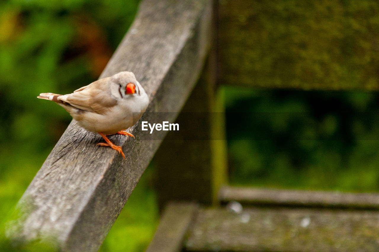 Close-up of bird perching on wooden railing