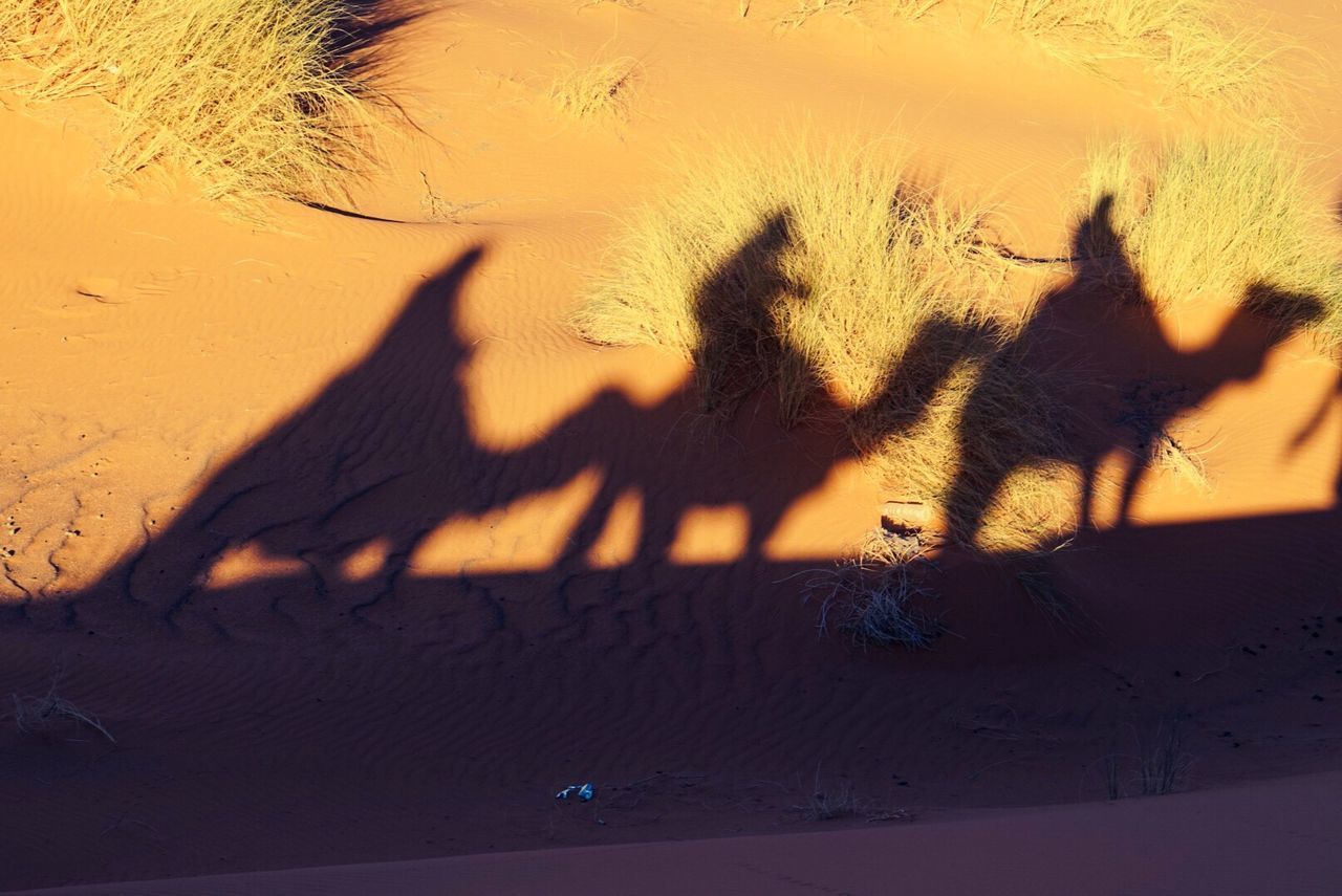 Shadow of people riding camel in desert
