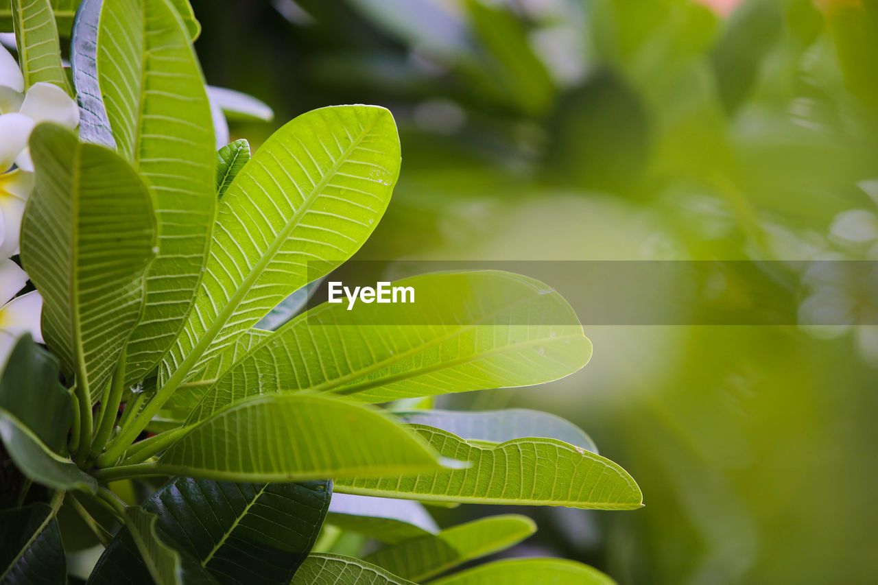 CLOSE-UP OF GREEN LEAVES ON PLANT