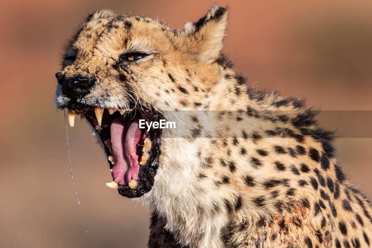 The cheetah in namibia