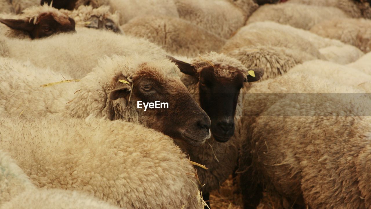 close-up of sheep