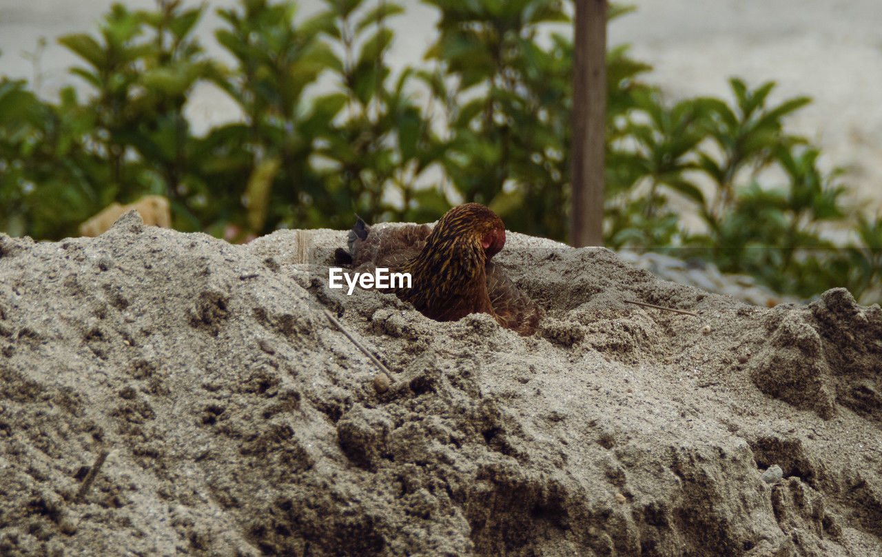 animal themes, animal, one animal, wildlife, animal wildlife, soil, no people, nature, day, mammal, plant, tree, focus on foreground, outdoors, rodent, rock, land, reptile, bird, lizard