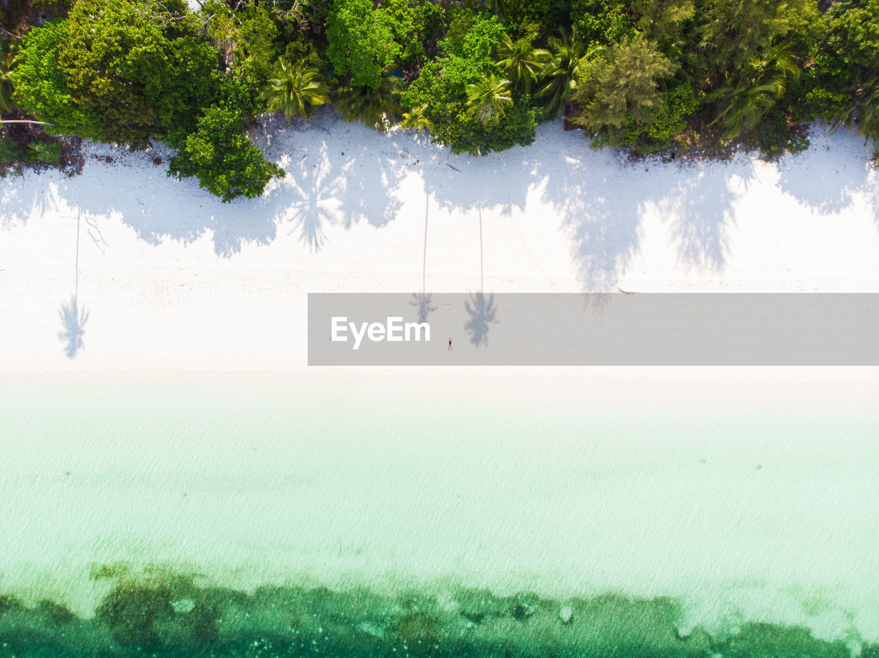 Aerial view of trees on coastline