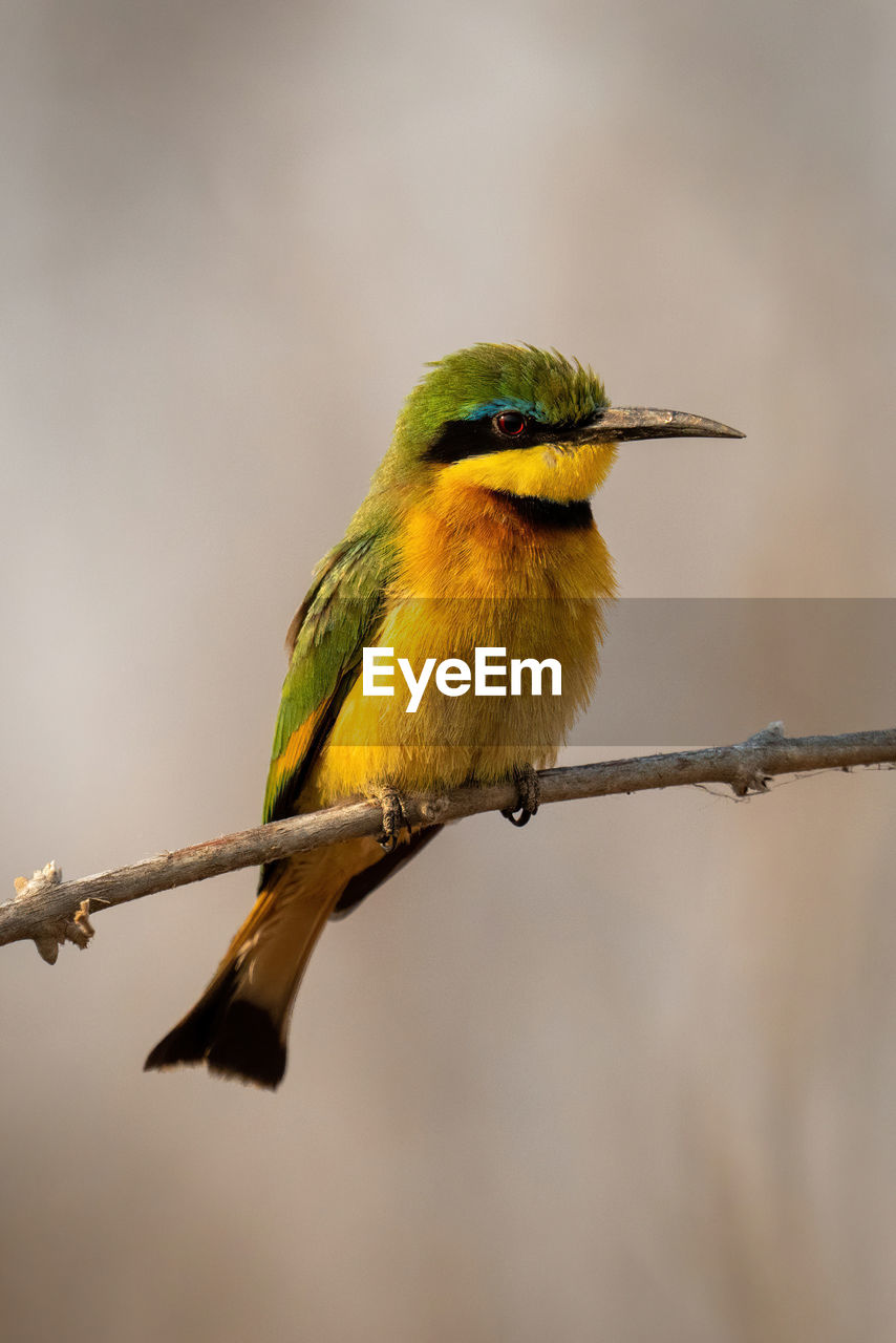 close-up of bird perching on plant