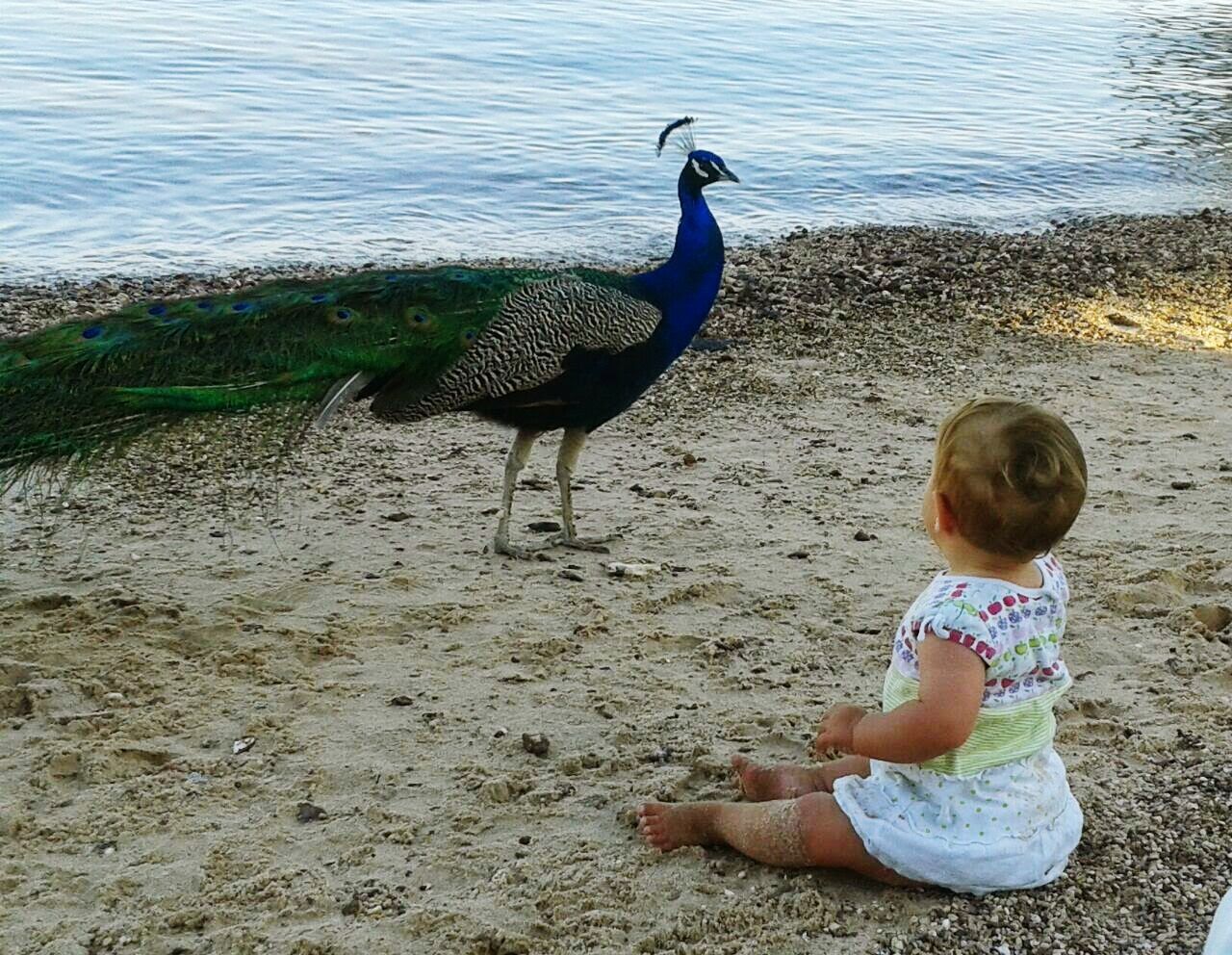Baby girl with peacock at beach