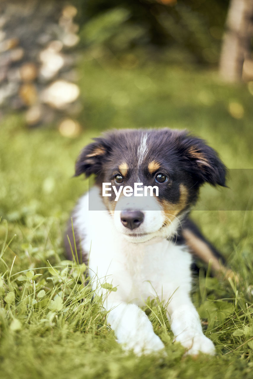 Border collie puppy