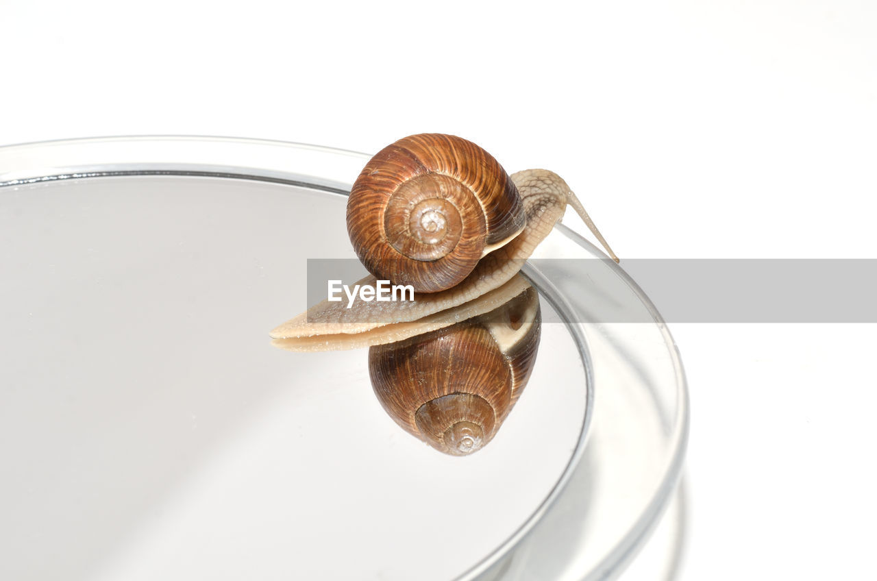 HIGH ANGLE VIEW OF SNAIL ON WHITE BACKGROUND
