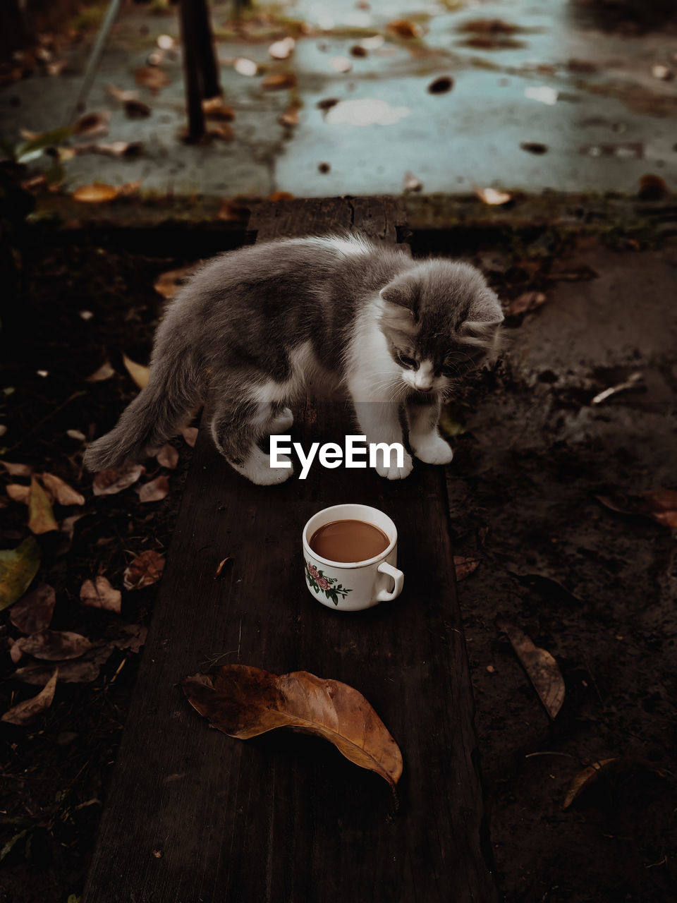 High angle view of cat looking a coffee cup