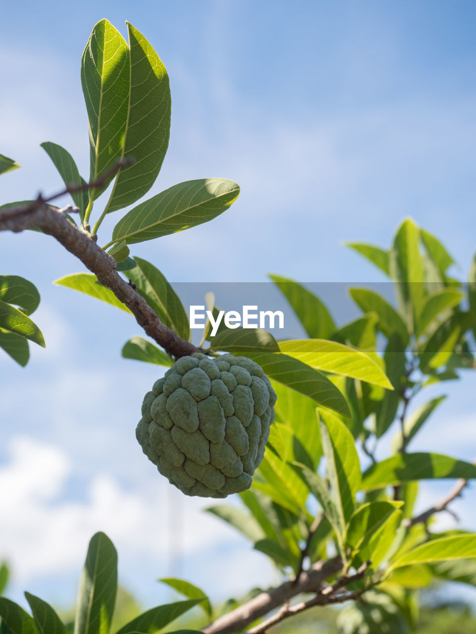 Low angle view of fruit growing on plant against sky