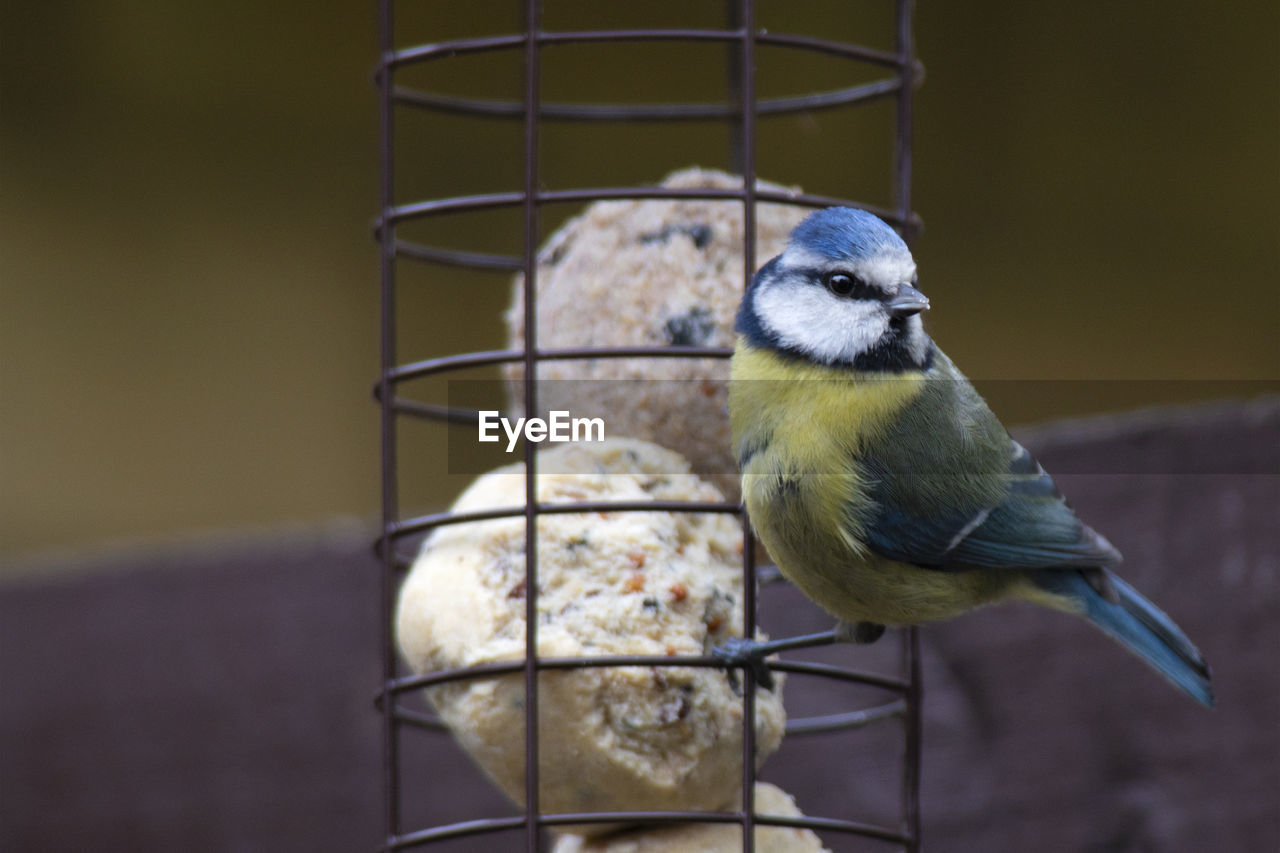 CLOSE-UP OF BIRD PERCHING ON CAGE