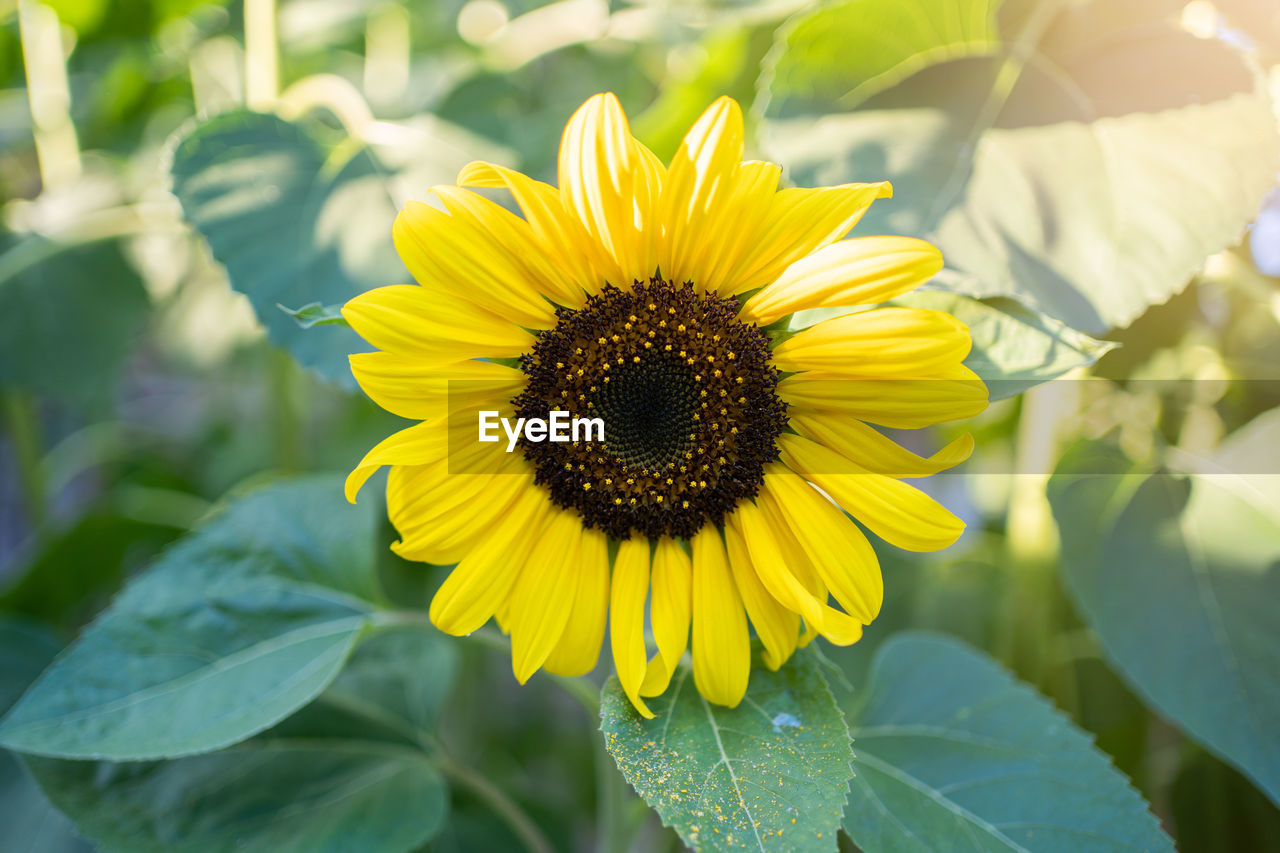 flower, plant, flowering plant, yellow, freshness, sunflower, beauty in nature, growth, flower head, nature, petal, inflorescence, plant part, leaf, fragility, close-up, landscape, rural scene, summer, sunlight, agriculture, pollen, field, no people, land, environment, outdoors, botany, green, springtime, sky, day, blossom, macro photography, focus on foreground, vibrant color, farm, crop