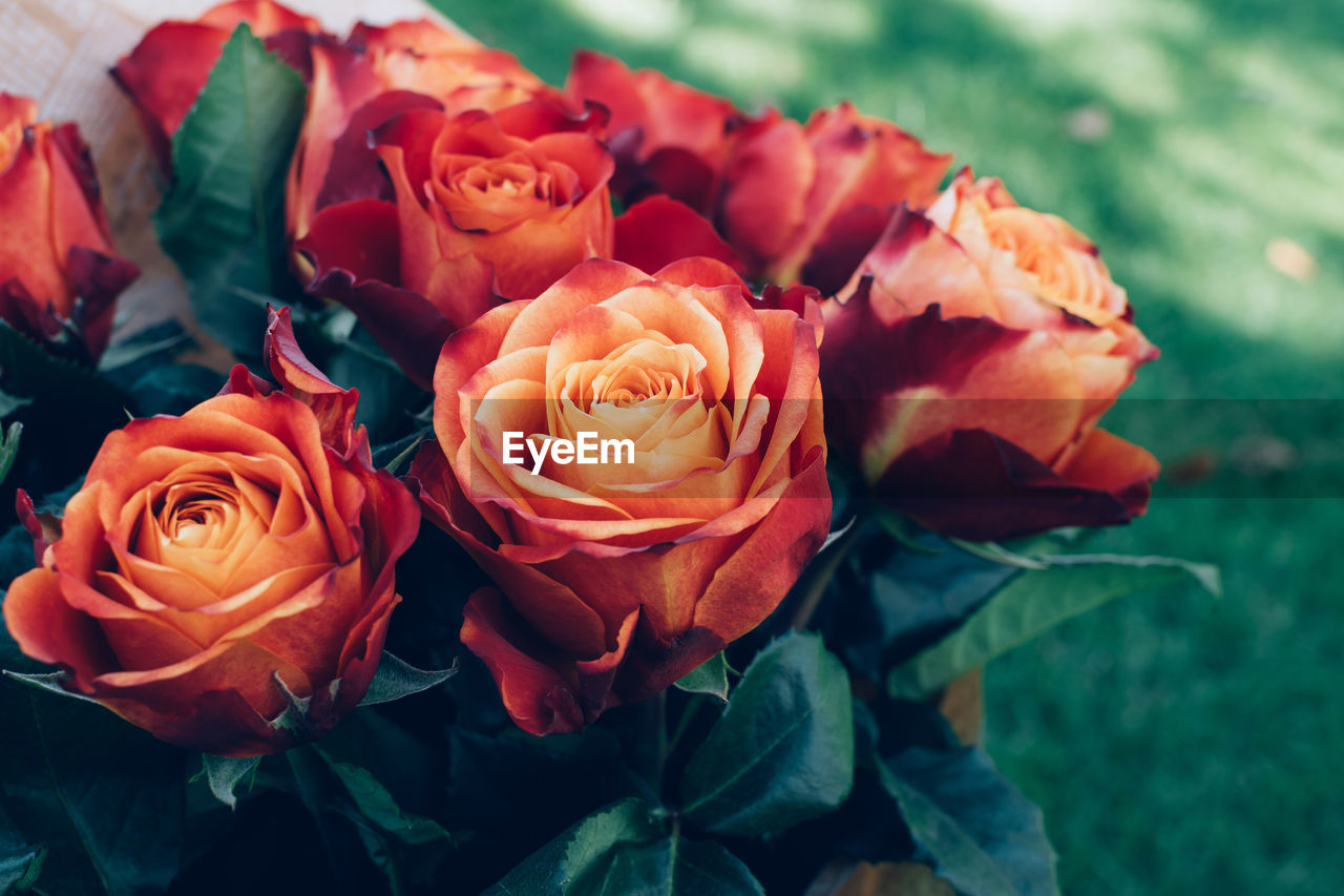 Bouquet of beautiful unique red, orange and peach vibrant colors roses on natural background.