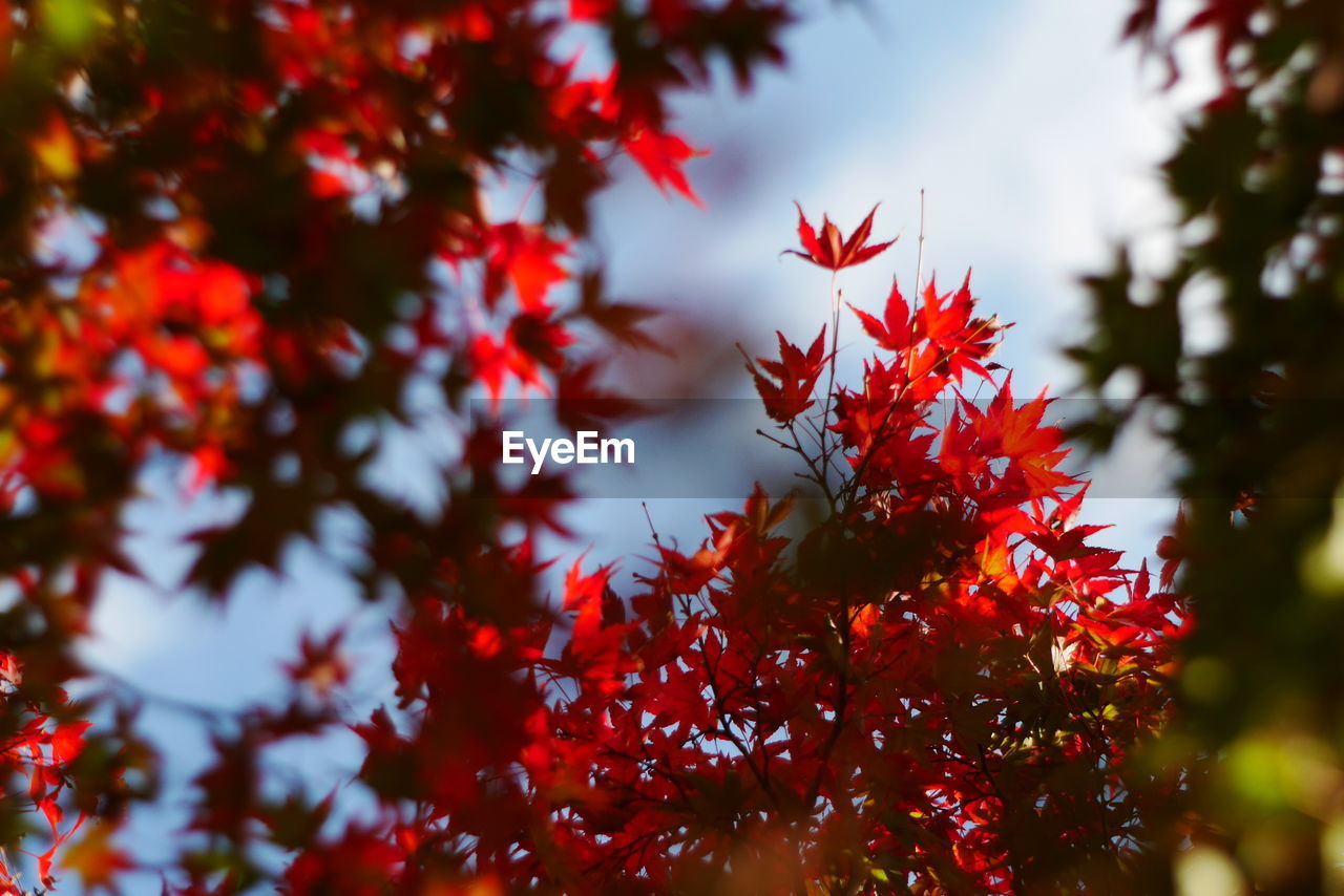 LOW ANGLE VIEW OF RED MAPLE LEAVES AGAINST SKY