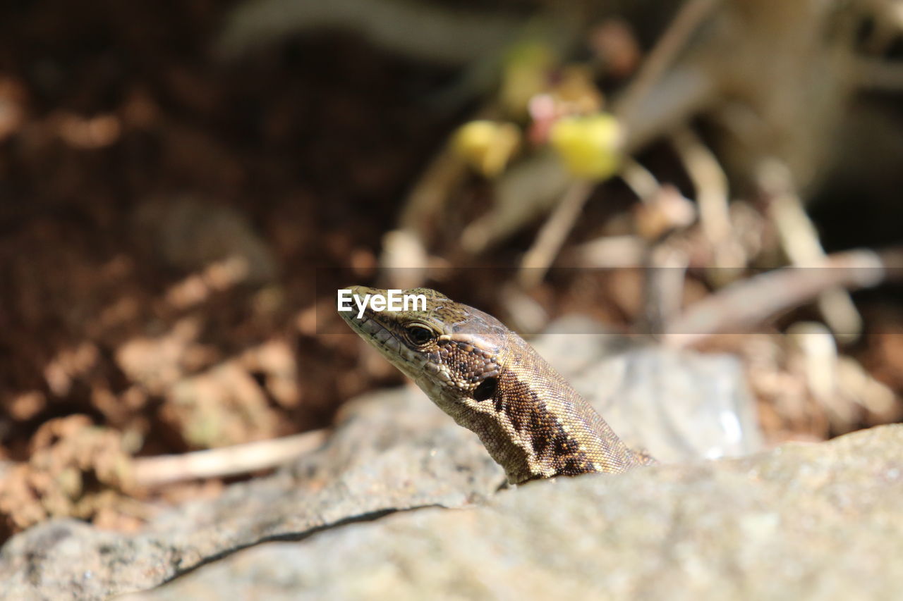 Close-up of lizard on rock