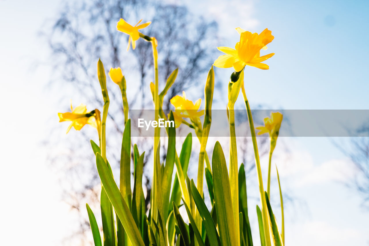 CLOSE-UP OF YELLOW FLOWERS BLOOMING OUTDOORS