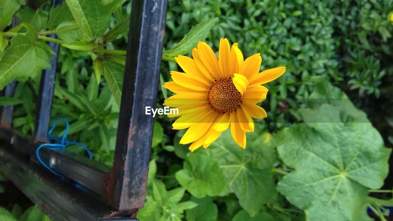 CLOSE-UP OF SUNFLOWER AGAINST YELLOW FLOWERING PLANT