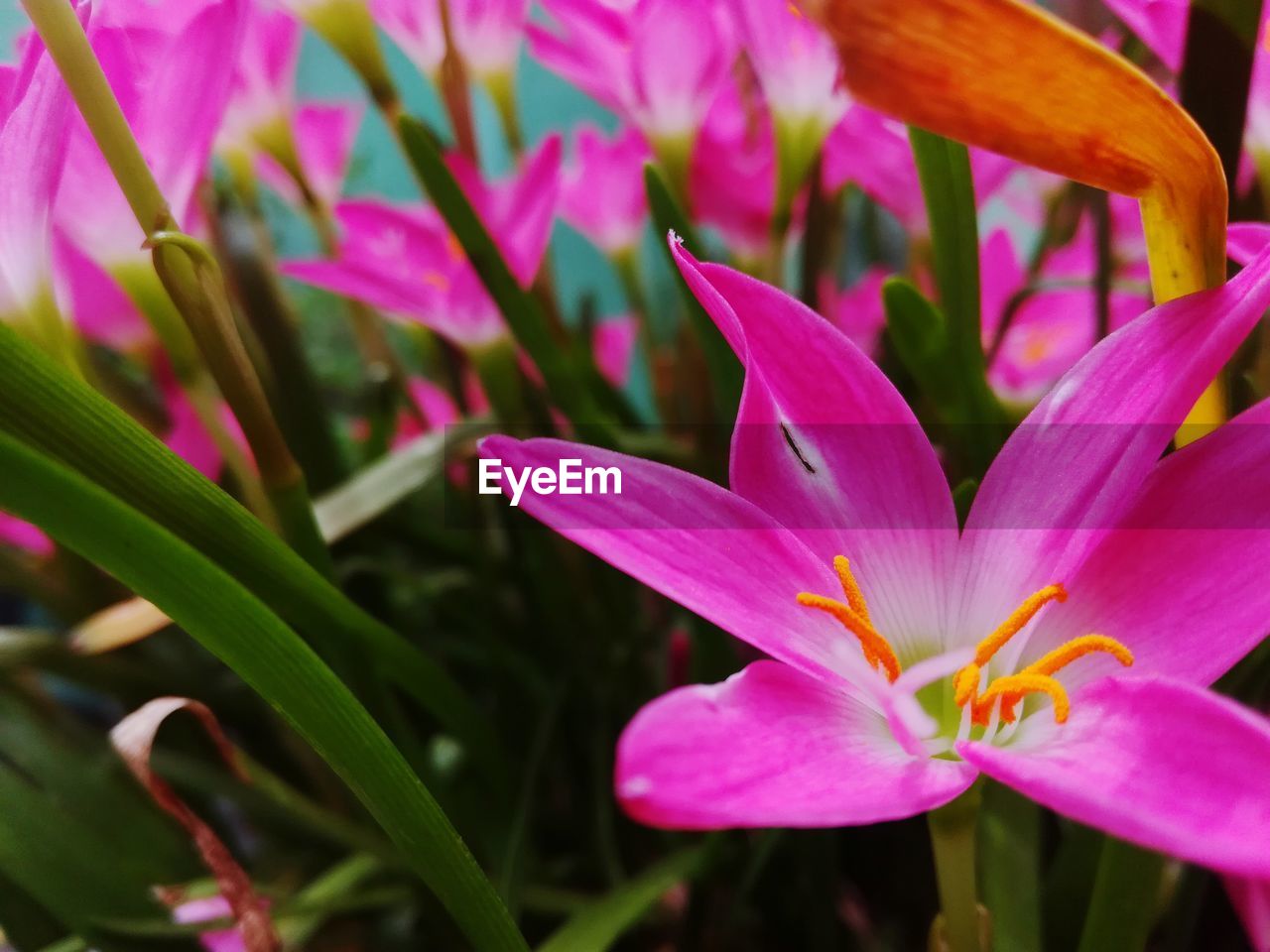 Close-up of pink flowers blooming outdoors