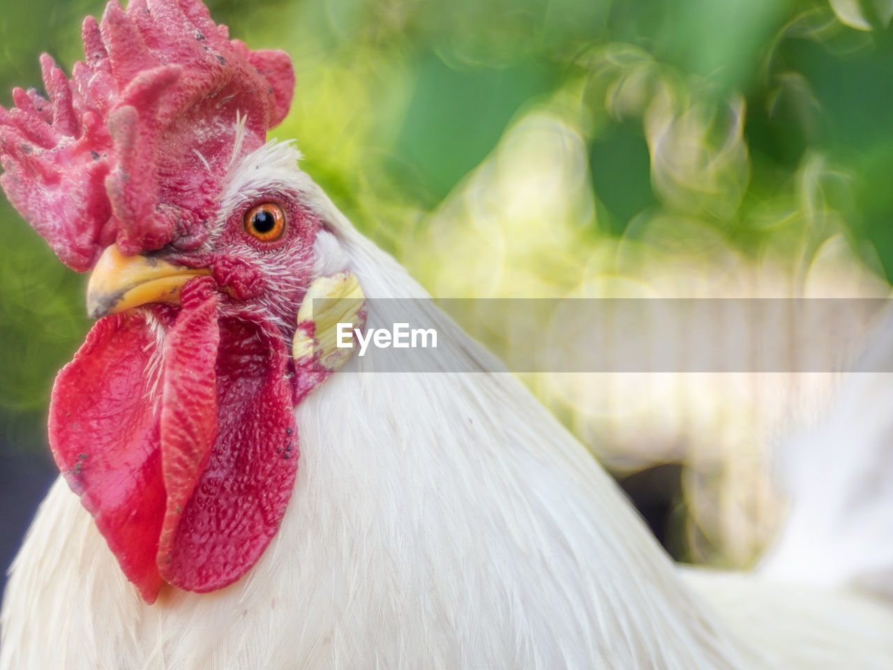 CLOSE-UP OF A BIRD